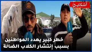 خطر كبير يهدد المواطنين بسبب إنتشار الكلاب الضالة