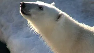 Polar Bear in Svalbard