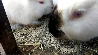 Зерновой комбикорм для кроликов