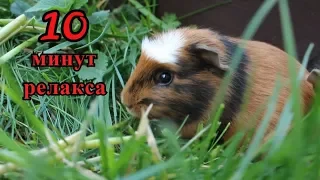 10 МИНУТ РЕЛАКСА С МОРСКИМИ СВИНКАМИ | PetMania