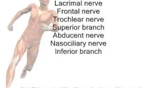 Superior orbital fissure structures passing through mnemonic