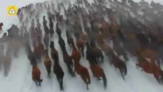 Amazing aerial view of thousands of Yili horses galloping in snow