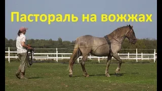 Пастораль. Начало работы на вожжах.