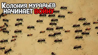 ВСЕ МУРАВЬИ КОЛОНИИ ИДУТ НА ВОЙНУ - Empires of the Undergrowth