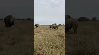 Rhino fight in Nairobi National Park