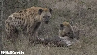 WildEarth - Sunset Safari - 16 August 2023