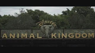 Animal Kingdom Entrance Area 3 Hour Loop