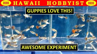 Make Your Guppy Fish GROW FAST!!  Amazing Results.