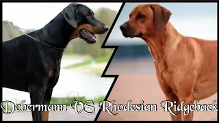DOBERMANN VS RHODESIAN RIDGEBACK