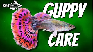 Guppy Fish Care, 10 Things You Should Know About Guppies! Great Beginner Fish!