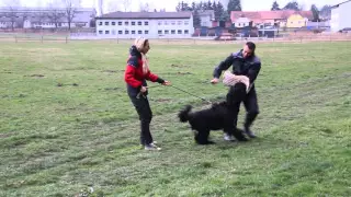 ARCIKAN ERA DRAGGO 1 Year- Black Russian Terrier - protection training