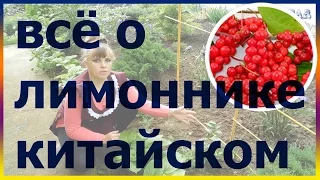 ЛИМОННИК китайский посадка выращивание уход вредители болезни подкормка размножение лимонник