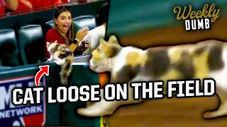 Cat runs on the field and into the stands at Angels game | Weekly Dumb