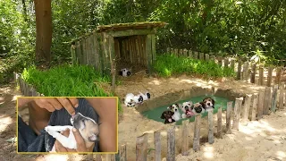 Rescues Collect abandoned Puppies Build Dog House & Pools