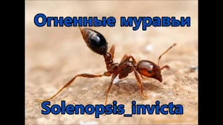 Посылка с Красными огненными муравьями Solenopsis Invicta