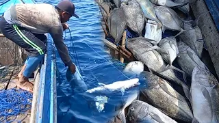 merawai fish ll seconds the fish eats bubara rage