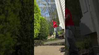 Trimming Green Mountain Boxwood