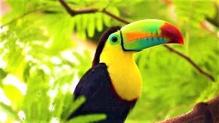 🐦🌴 EXOTIC BIRDSONG - Birds sound in jungle - Tropical forest - Nature , parrot , toucan , Amazonia