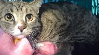 Отчаянная мать-кошка прижимала к себе единственного выжившего малыша
