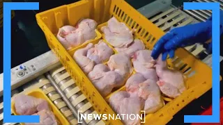 DeSantis signs lab-grown meat ban in Florida | Morning in America