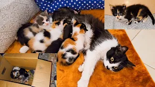 Rescue abandoned mother cat and her newborn kittens ( before and after )