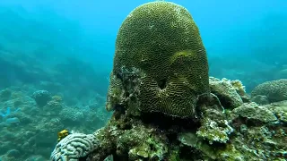 Philippines divers plant nurseries for damaged coral | REUTERS