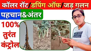 Collar rot disease attack and control | difference between collar rot and damping off | collar rot