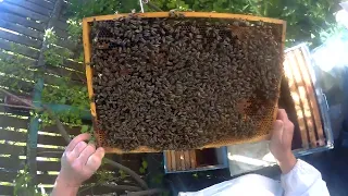 Противороевое деление пчелосемьи методом налет на матку. Постановка зрелых маточников на клинышках.