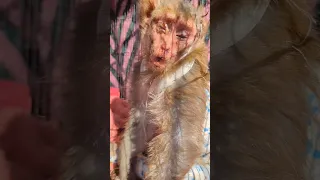 The monkey (Part 3) was shocked by an electric pole | treatment for the injured monkey.