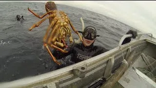 Harvesting Tasmania: Lobsters, Abalone, Sea Monsters! (Breath hold diving)