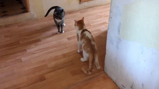 Кошки дерутся - 13 / Cats fight