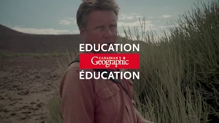 Learn about plant life in the Namib Desert