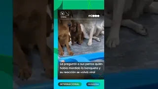 Perros delatan a su amigo ante el reto de su dueño