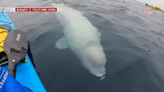 Житель Приморья встретил белух во время морской прогулки на сапе