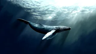 Whale singing sleep music|Пение китов музыка для сна АСМР