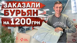 САЖЕНЦЫ ХУРМЫ ОТ МОШЕННИКОВ | 12 ДЕРЕВЬЕВ В УПАКОВКЕ! | Честный обзор и распаковка с "Мегасад"