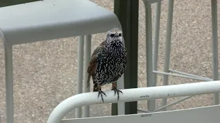 Starling singing at Lido restaurant