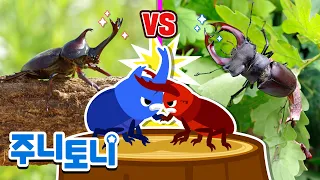 [생생탐구] 턱과 뿔의 힘 대결 | 장수풍뎅이 vs 사슴벌레 | 곤충동요 | 인기동요 | 주니토니 | JunyTony