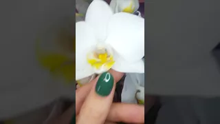 Моя красотка! Белая орхидея полностью распустила свои бутоны! Невероятно красивая!