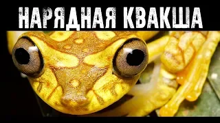 Нарядная квакша