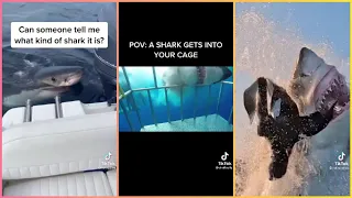 Dangerous animals: shark  Tiktok compilation