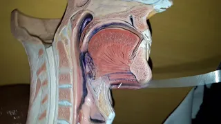 Muscles of the tongue