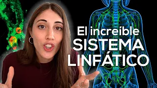 El increíble (y olvidado) SISTEMA LINFÁTICO