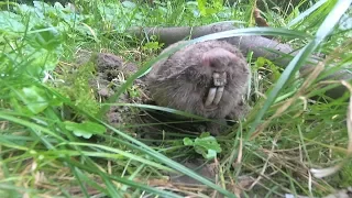 Greater mole-rat eats a carrot unique shots! A greater mole-rat in garden, learned, fed and let free