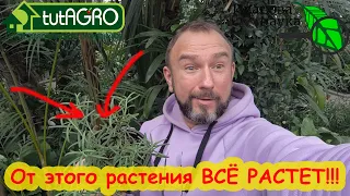 С ЭТИМ РАСТЕНИЕМ ВСЁ РАСТЕТ! Коренастая рассада и большой урожай - просто поставьте его рядом.