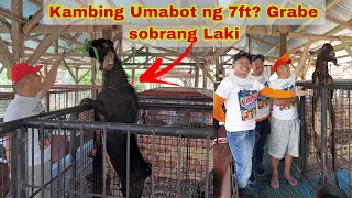 Expert Tips Para Iwas Lugi sa Pag- Aalaga ng Kambing for Beginners