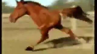 Тест на психику лошадь австралийской породы угар попробуй не засмейся челендж угар