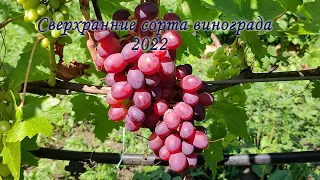 Сверхранние сорта винограда 2022
