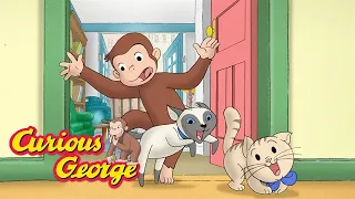 George the cat sitter 🐈 Curious George 🐵 Kids Cartoon 🐵 Kids Movies