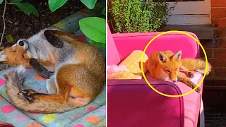 Wild Baby Fox Discovers Woman's Yard And Decides It's Hers Now